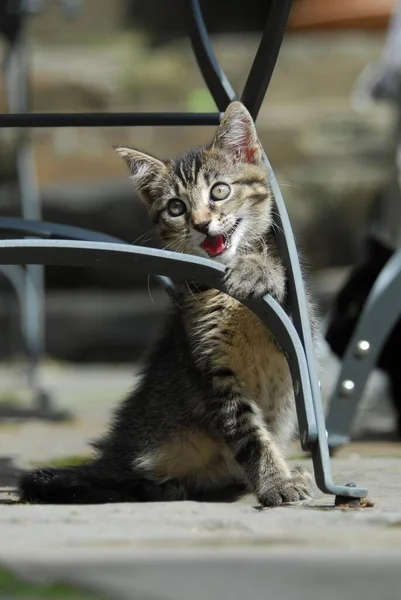 Młody Kotek Domowy Grzebień Bawiący Się Krześle Ogrodowym Kociak Nie — Zdjęcie stockowe