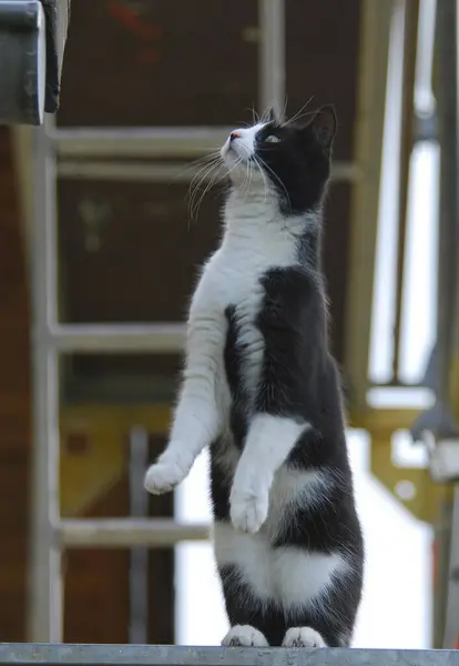 Hauskatze Sitzt Aufrecht Auf Einem Gerüst Katze Sitzt Aufrecht Auf — Stockfoto