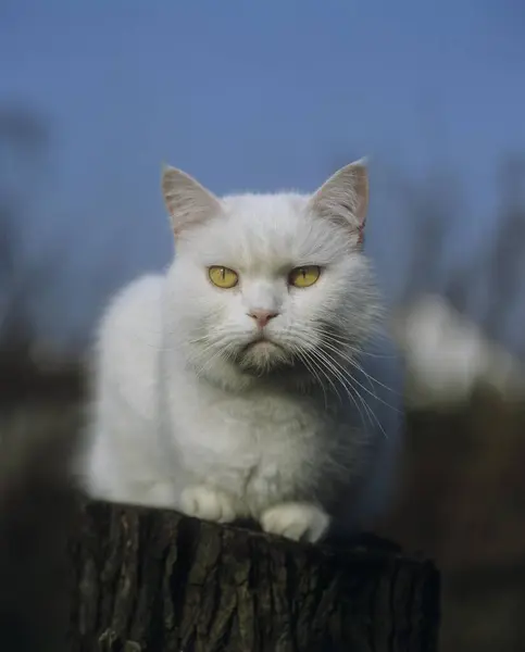 Britânico Shorthair Cat Jardim — Fotografia de Stock