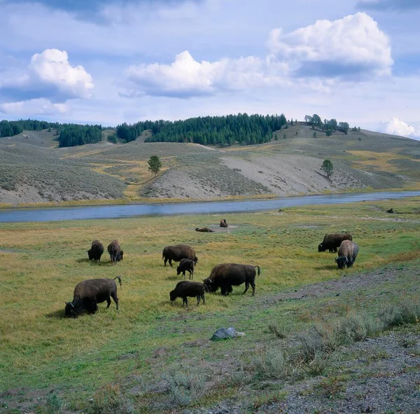 Usa Yellowstone Yellowstone National Park Bison Buffalo Firehole River American — Stockfoto
