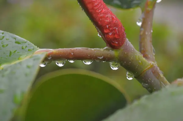 Резиновое Дерево Каплями Дождя Капли Воды — стоковое фото