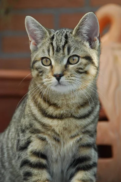 고양이 짧은머리 고양이 짧은머리 고등어 고양이 Felis Silvestris — 스톡 사진