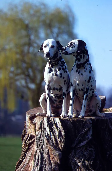 Dalmatian Dogs Sitting Tree Trunk — Stock Photo, Image