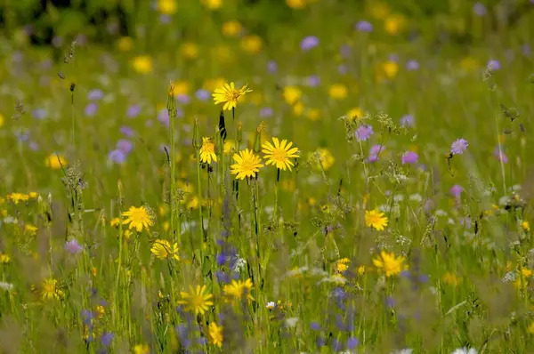 Fleurs Jaunes Dans Prairie — Photo