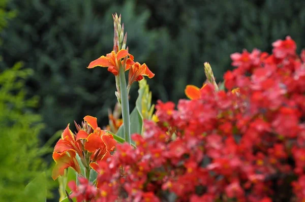 庭に咲くレッド カンナ — ストック写真