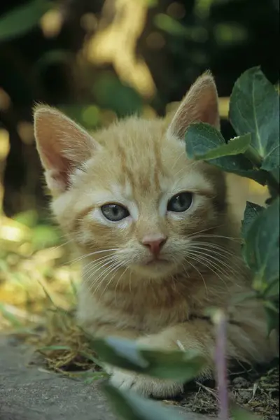Domácí Kočka Pózující Letní Zahradě — Stock fotografie