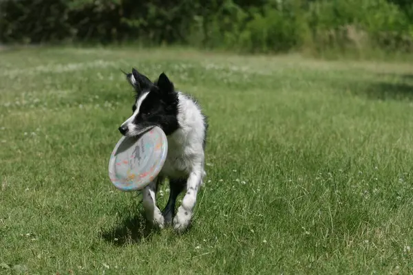 Grens Collie Loopt Het Weiland Met Een Frisbee Mond — Stockfoto