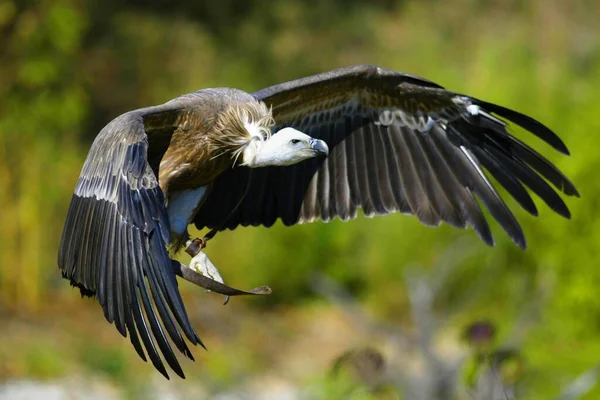 Griffon Vulture Gyps Fulvus Approach Spread Wings Goose Vulture Approach — Stock Photo, Image