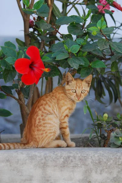 Jonge Huiskat Red Spotted Tabby Zittend Voor Een Bloesem Van — Stockfoto