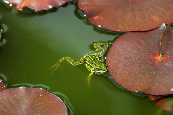 Żaba Wodna Stawie Liliowym Zielona Woda Powodu Glonów — Zdjęcie stockowe