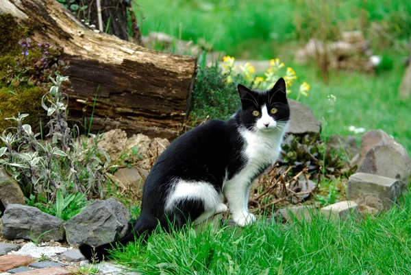 Hauskatze Garten Gato Gato Selvagem Felis Silvestris Forma Catus Domesticus — Fotografia de Stock