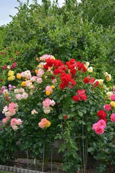 Różne Róże Kwitnące Ogrodzie — Zdjęcie stockowe
