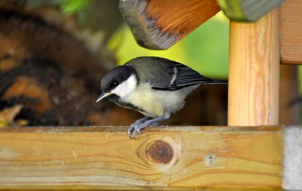 Great Tit Bird House Winter Feeding —  Fotos de Stock