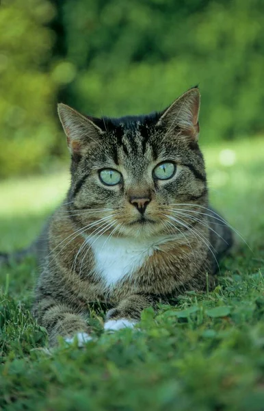 Kot Trawie — Zdjęcie stockowe