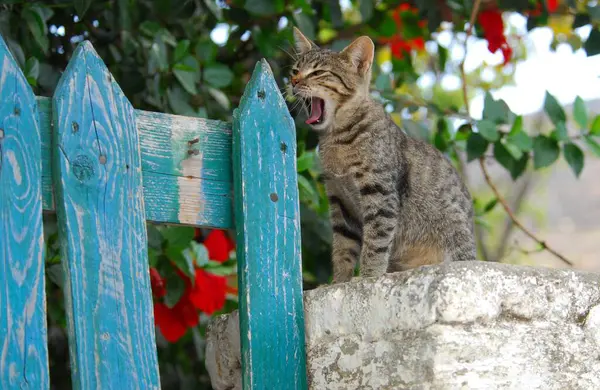 希腊的蒂诺斯岛 Cyclades 希腊的Taten Tabby 希腊的Cyclades 非纯种野猫 Felis Silvestris Euro 希腊的Cyclades — 图库照片