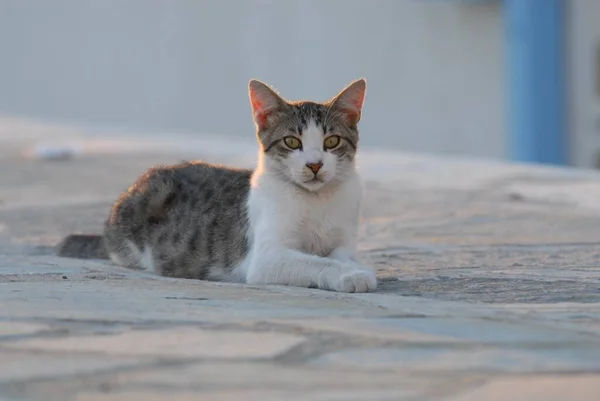 Domestic Cat Grey Tabby White Lying Greek Alleyway Evening Light — Stock fotografie