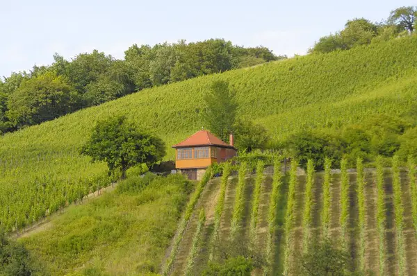 Wijngaarden Buurt Van Freudenstein Natuurlijke Achtergrond — Stockfoto