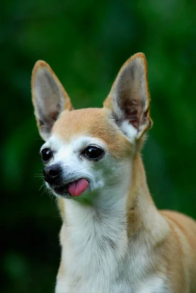 Chihuahua Gyorsírás Portré Fci Standard 218 Sima Bevonatú Háziasított Kutya — Stock Fotó