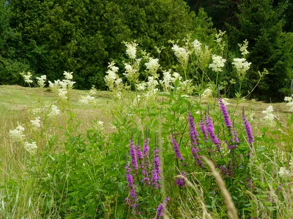 Pianta Medicinale Meadowsweet Filipendula Ulmaria Fiore Meadowsweet Comune Purple Loosestrife — Foto Stock