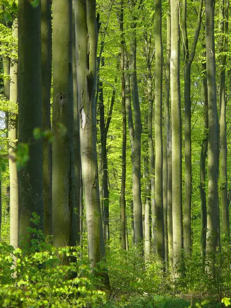 Floresta Caduca Primavera Floresta Faia Primavera — Fotografia de Stock