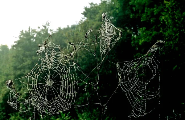 Spinnennetze Gegenlicht — Stockfoto