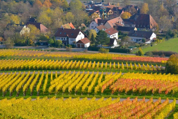 Baden Wurttemberg Cleebronn Tripsdrill Parc Attractions Vignobles Automne — Photo