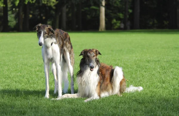 Borzois Rus Greyhounds Köpek Lupus Familiaris Bir Çayırda Yan Yana — Stok fotoğraf