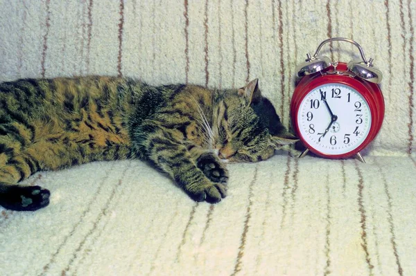 家猫は警報時計の隣で寝ている — ストック写真