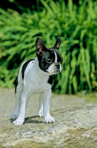 Boston Terrier Puppy Boston Terrier Kiskutya — Stock Fotó