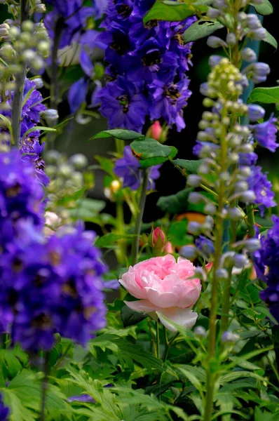 デルフィニアムの間に咲くシュラブバラ — ストック写真