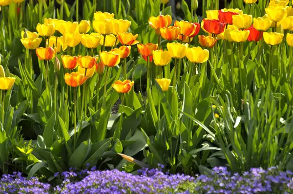 夏の庭で美しいチューリップの花 — ストック写真