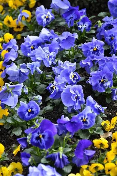 Pansy Viola Wittrockiana Flowering Garden Garden Pansy — Stock Photo, Image
