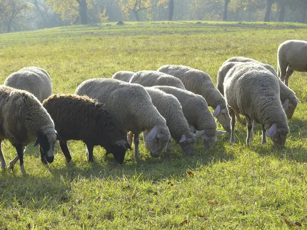 Stado Owiec Pastwisku Niedaleko Sternenfels Lekka Mgła — Zdjęcie stockowe