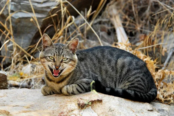 Gato Doméstico Tabby Acostado Una Piedra Maullando Isla Tinos Cícladas —  Fotos de Stock