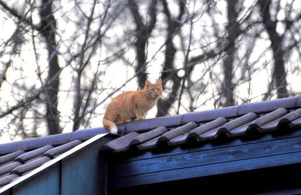 Rote Katze Auf Hausdach Rot Weiß Gestreift Weiß Rot Gestreift — Stockfoto