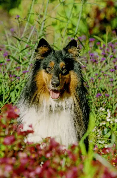 Collie Longhaired 스코틀랜드의 Sheepdog Collie 거칠게 — 스톡 사진