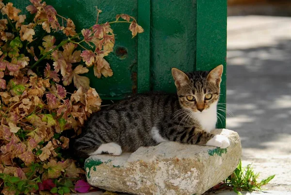 若い家庭用子猫 白の灰色のマッケル 緑の木製のドア ティノス島 キクラデス ギリシャの前に石の上に横たわる — ストック写真