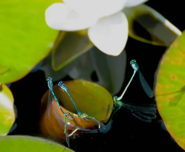 蜻蜓在花园池塘产卵 — 图库照片