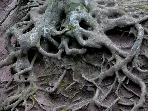 Beech Exposed Roots Erosion — Stock Photo, Image