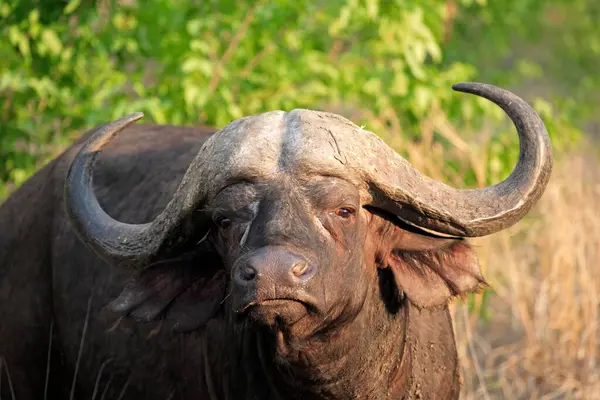 Búfalo Africano Syncerus Caffer Parque Nacional Kruger África Sul Adulto — Fotografia de Stock