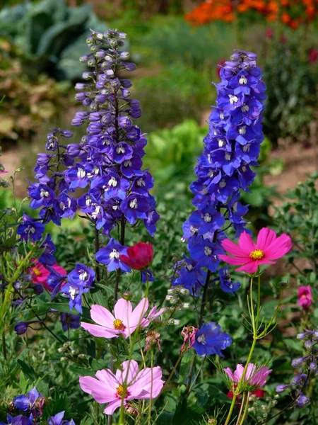 Wieloletni Ogród Latem Różne Kwiaty Ogrodowe Domki Ogrodowe — Zdjęcie stockowe