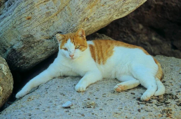 Červená Bílá Kočka Leží Stínu Kamenných Skal — Stock fotografie
