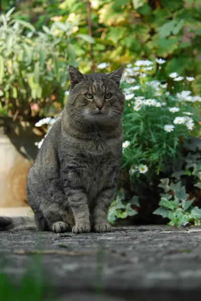 Hauskatze Männchen Gestromt Auf Einer Terrasse Sitzend Katze Nicht Stammbaum — Stockfoto