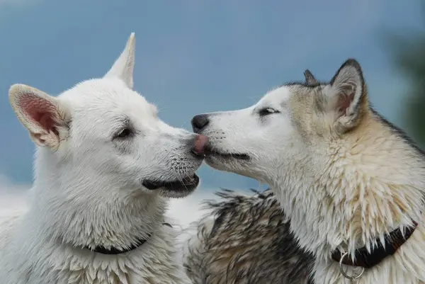 A White Swiss Shepherd domestic dog (canis lupus familiaris) and a young Alaskan Malamute sniff at each others noses, FCI Standard No. 347 and No. 243, a White Swiss Shepherd Dog and a young Alaskan Malamute sniff at each others noses