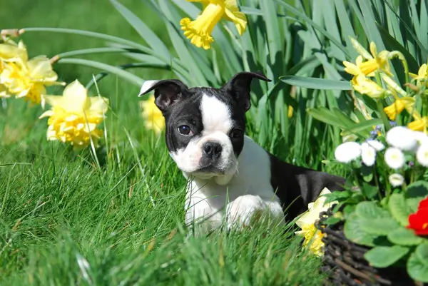 Boston Terrier Cucciolo Narcisi Fiori — Foto Stock