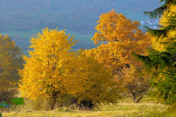 Landskap Schwabiska Alb Grupp Träd Hösten — Stockfoto