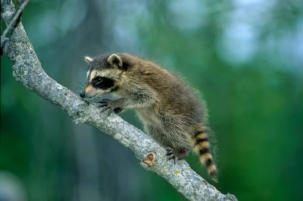 Raccoon Procyon Lotor North American Raccoon Juvenile — Stock Photo, Image