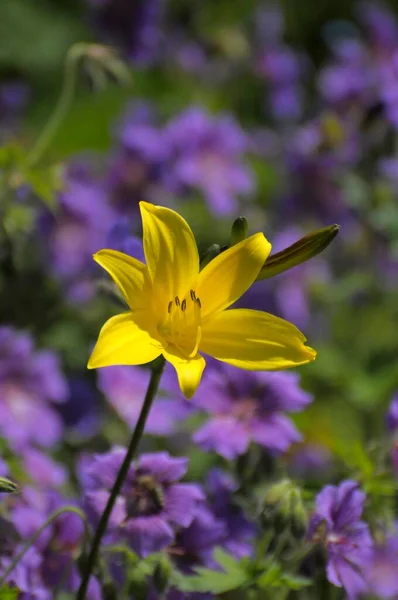 黄日百合 Hemerocallis Lilioasphodelus 在花园 黄日百合玫瑰花园在奥伯德丁 — 图库照片