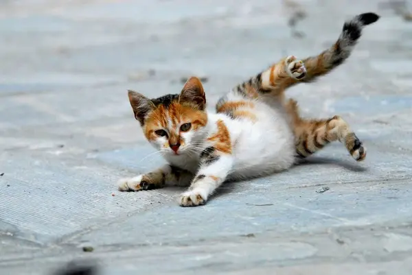 Młody Kotek Domowy Tortie Tabby Białym Toczenia Się Ziemi Tinos — Zdjęcie stockowe