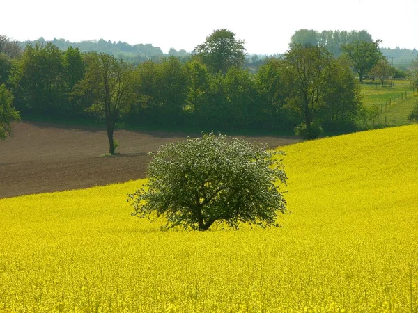 Blossoming Yellow Rape Field Field Scenery Apple Tree Blossoming Yellow — Fotografia de Stock